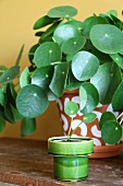 Chinese money plant in painted terracotta pot and offshoot in green retro pot