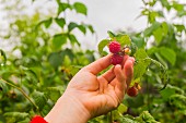 Hand holding ripe raspberry