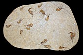 Fossil shrimp