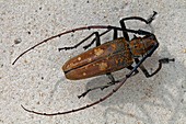Longhorn beetle, Batocerini