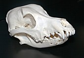 Dog skull with overbite