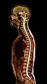 Head and torso, sagittal MRI