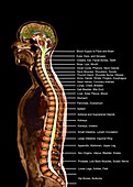 Spinal nerve levels, sagittal MRI