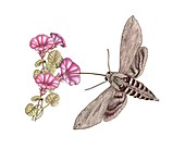 Convolvulus hawk-moth, illustration