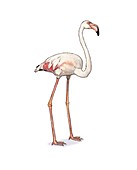 American flamingo, illustration