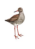 Common redshank, illustration