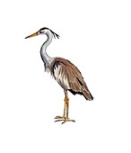 Grey heron, illustration