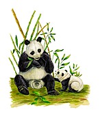 Giant pandas, illustration