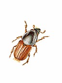 Elm bark beetle, illustration