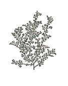 Artemisia gallica, illustration
