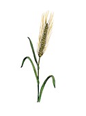 Barley Hordeum vulgare in flower
