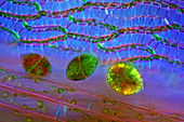 Dinoflagellates, algae and sphagnum moss