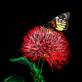 Butterfly on dahlia, composite image