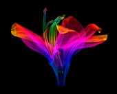 Amaryllis (Hippeastrum sp.) flower, 3D CT scan