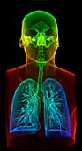 Human airways, 3D CT scan