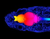 Zebrafish brain, 3D micro-CT scan