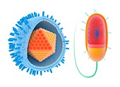 Virus and bacterium, illustration