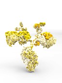 Monoclonal antibody, molecular model