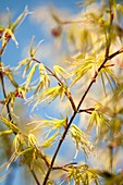 Japanese maple (Acer palmatum 'Blue Sky') foliage