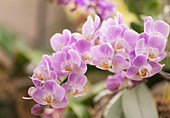 Orchid (Phalaenopsis sp.) in flower