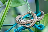 Eastern garter snake on garden twine