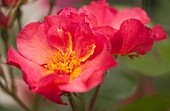 Rose (Rosa 'Yann Arthus-Bertrand') flowers