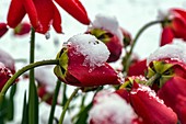 Snow on red tulips