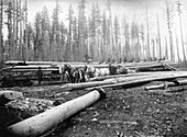 Timber logging, 1890s