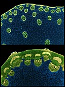 Stem vascular arrangement, LM