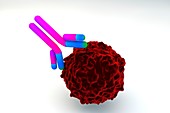 Antibody attacking infected cell, illustration