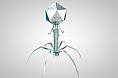 T4 bacteriophage virus, illustration
