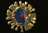 Herpes virus, illustration