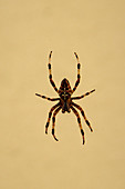 Garden spider