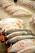 Tsukiji fish market, Japan