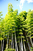 Forest of giant bamboo in Japan