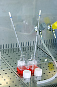 Cytogenetics laboratory