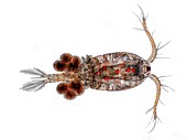 Copepod with eggs, light micrograph