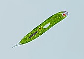 Euglena, light micrograph