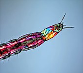 Midge larva, light micrograph