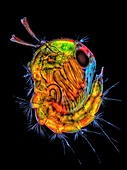 Insect pupa, light micrograph