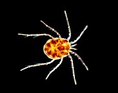 Water mite, light micrograph