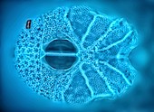 Water mite, light micrograph
