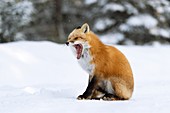 Red fox yawning in snow
