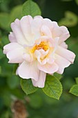 Hybrid rose (Rosa 'F. J. Lindheimer')