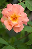 Hybrid rose (Rosa 'Easy Does It')