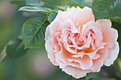 Hybrid climber rose (Rosa 'Polka')