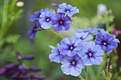 Blue phlox flowers (Phlox drummondii)