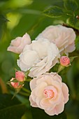 Polyantha rose hybrid (Rosa 'Bouquet Parfait')