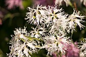 White Dianthus plumarius 'Rainbow Loveliness'