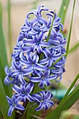 Blue hyacinth (Hyacinthus orientalis)